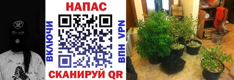 Шишки марихуана марихуана  Тобольск 